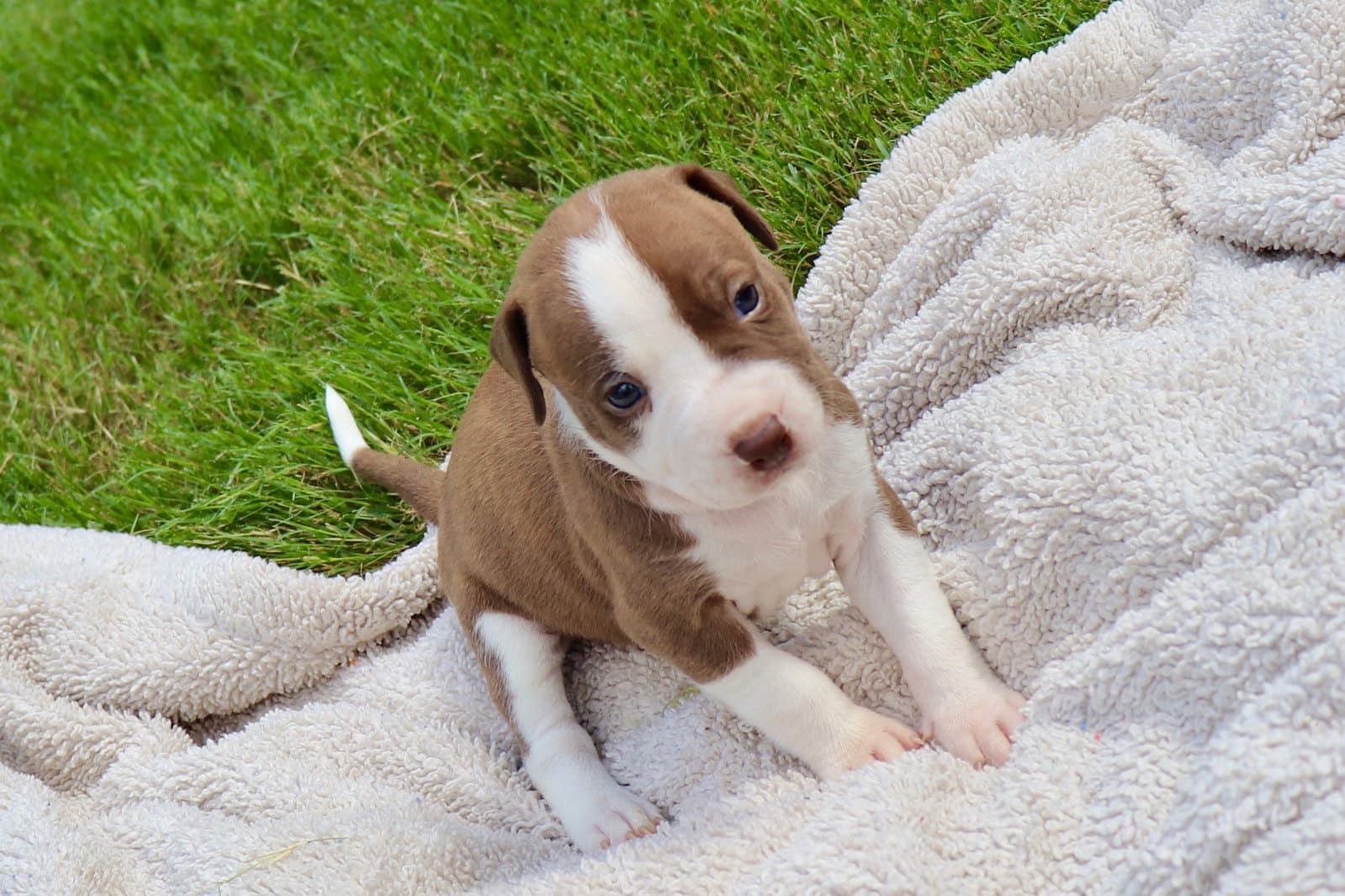 Bam Bam - The Little Pup Who Makes A Big Impact - American Staffordshire Terrier