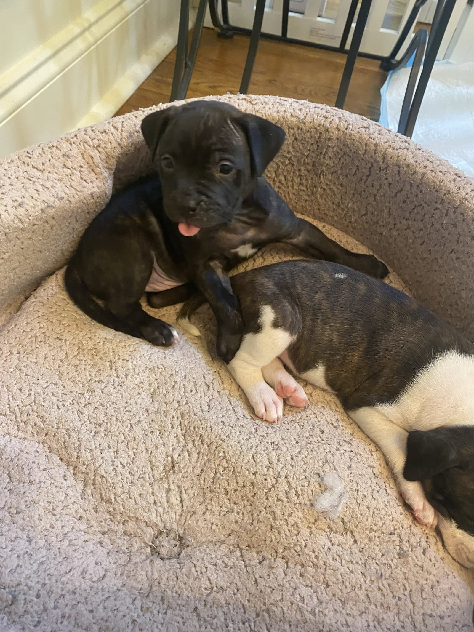 Athena - The Goddess Of Wisdom And Puppy Kisses - American Staffordshire Terrier