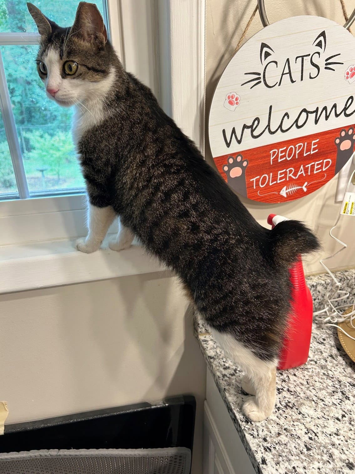 Ms Maxie The Manx - Young Sweet Beautiful - Manx
