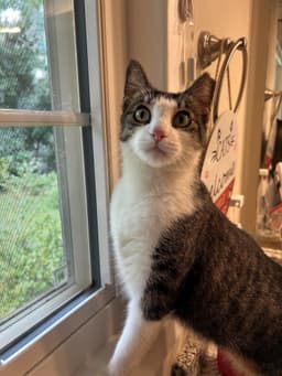 Ms Maxie The Manx - Young Sweet Beautiful image 2