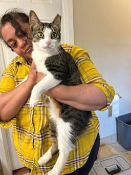 Ms Maxie The Manx - Young Sweet Beautiful image 3