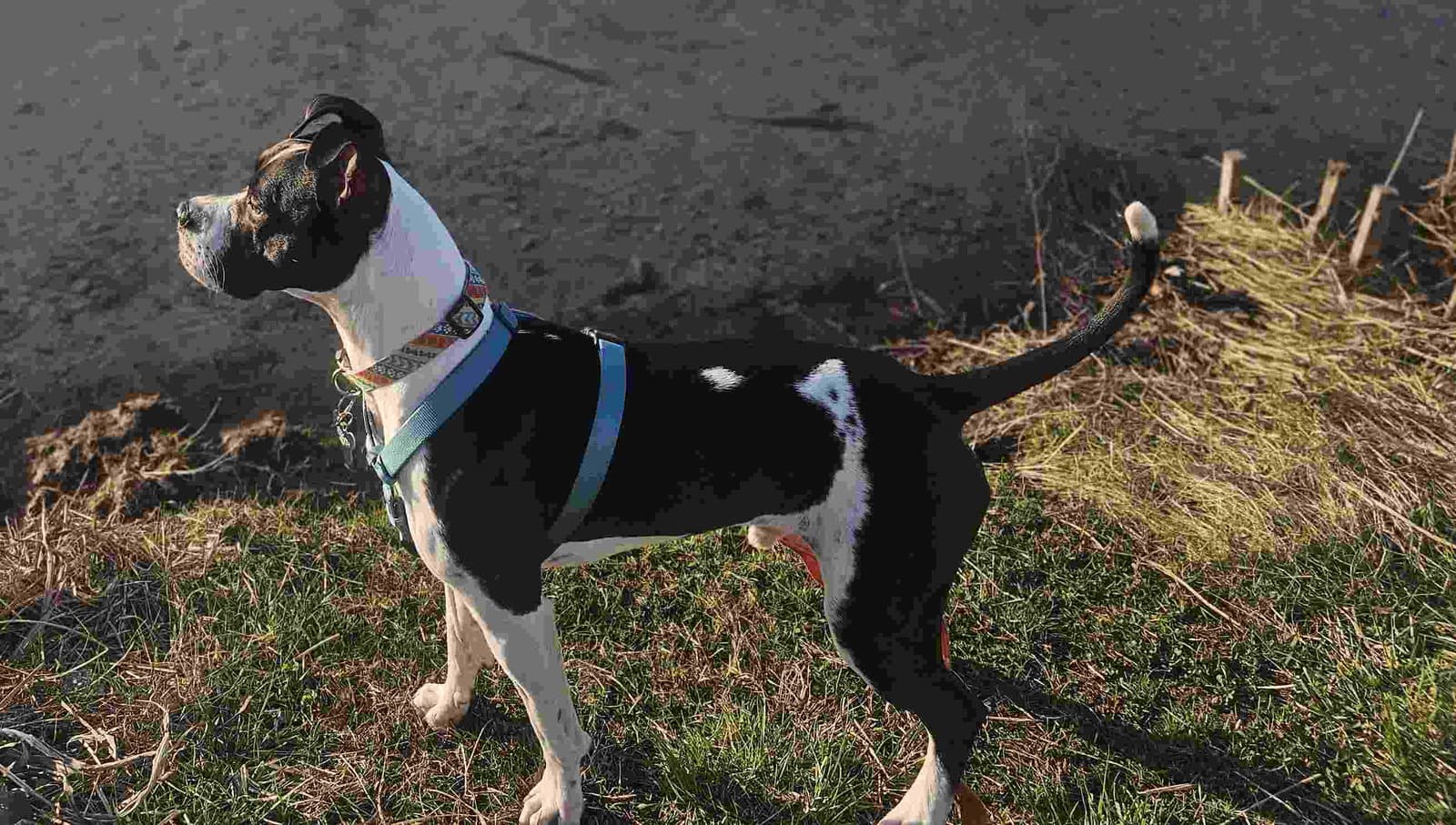 Blaze - Boxer