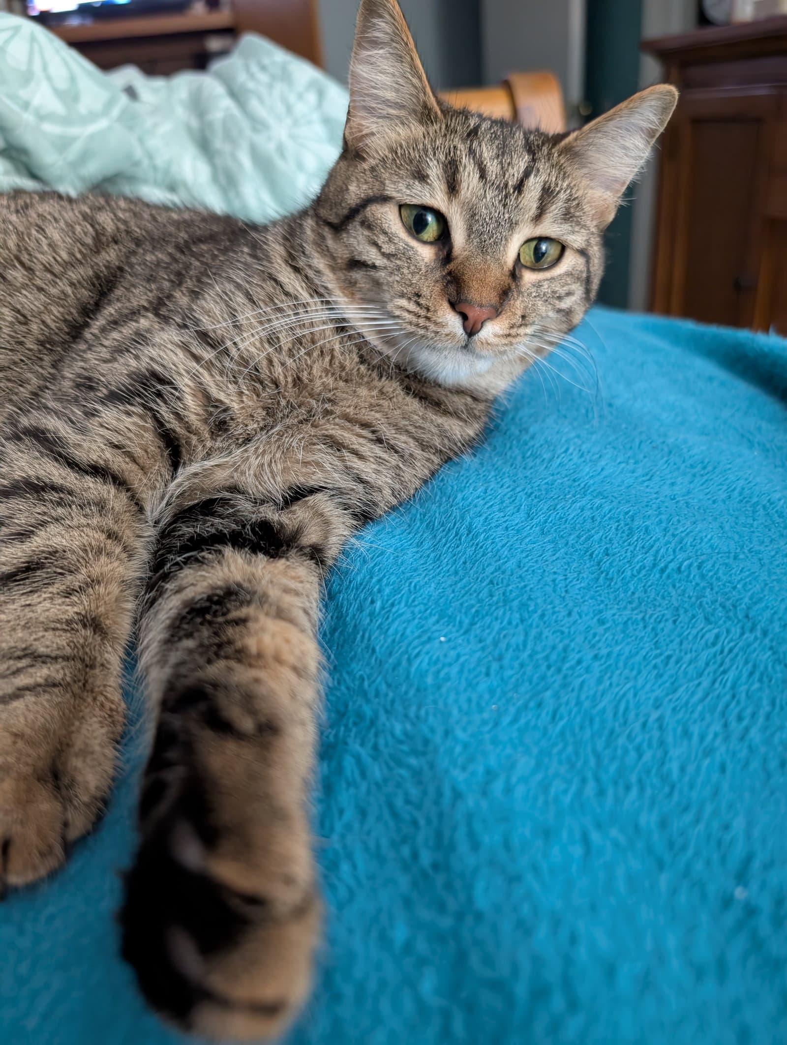 C Litter Suni Lee - Domestic Short Hair
