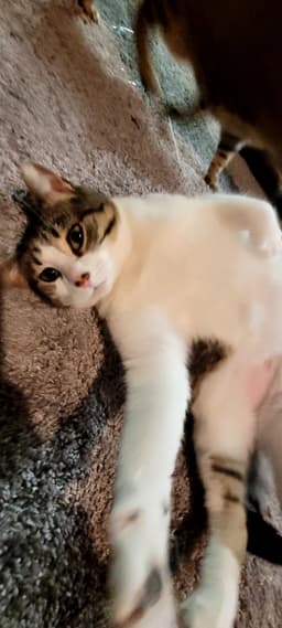 C Litter Maizey Mae Mom Bonded Wson Hannibal image 1