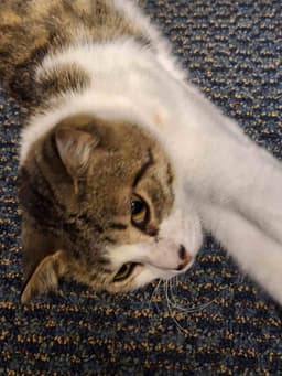 C Litter Maizey Mae Mom Bonded Wson Hannibal image 3