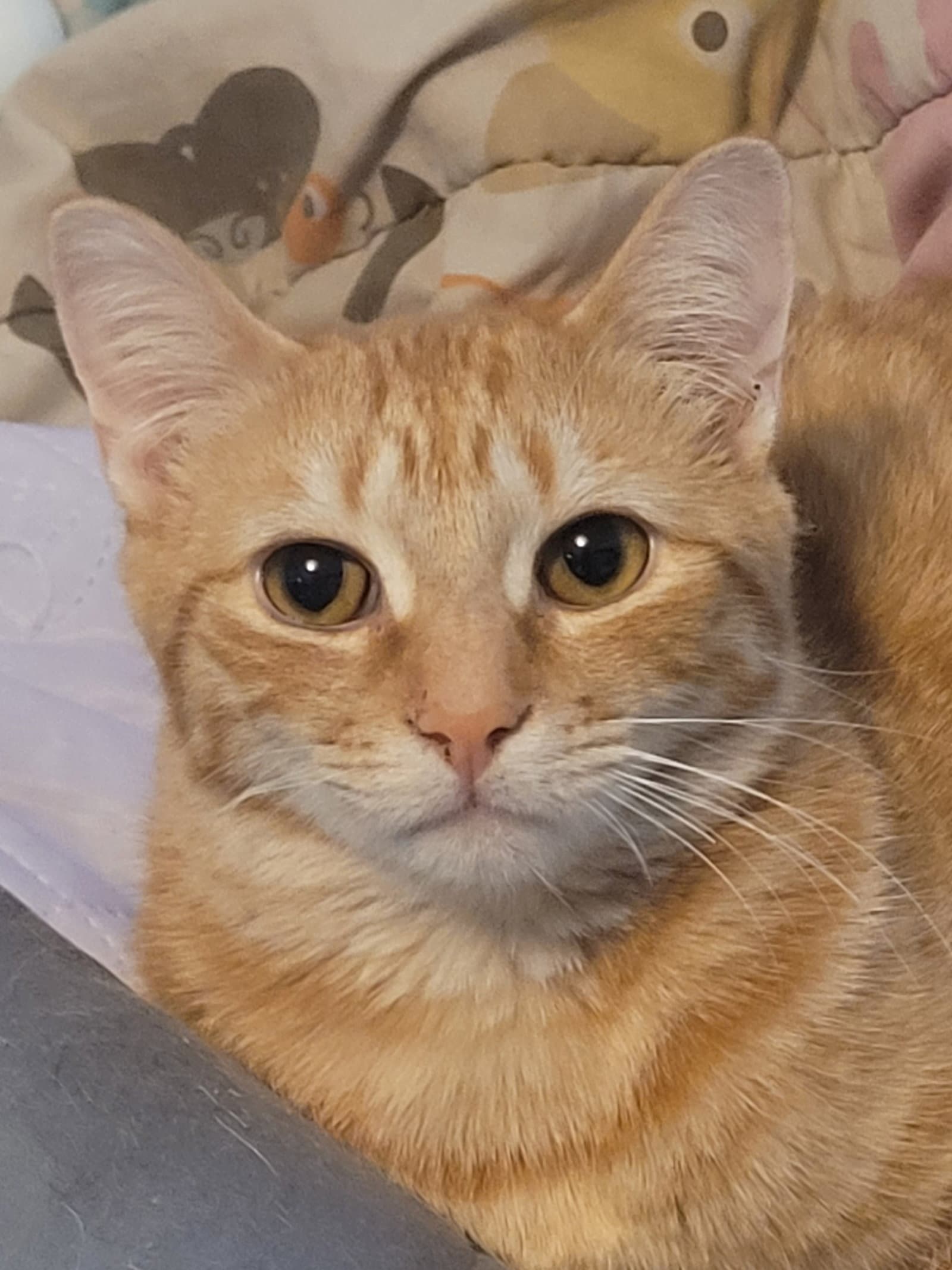 C Litter Steve The Magical Cheese Wizard - Domestic Medium Hair