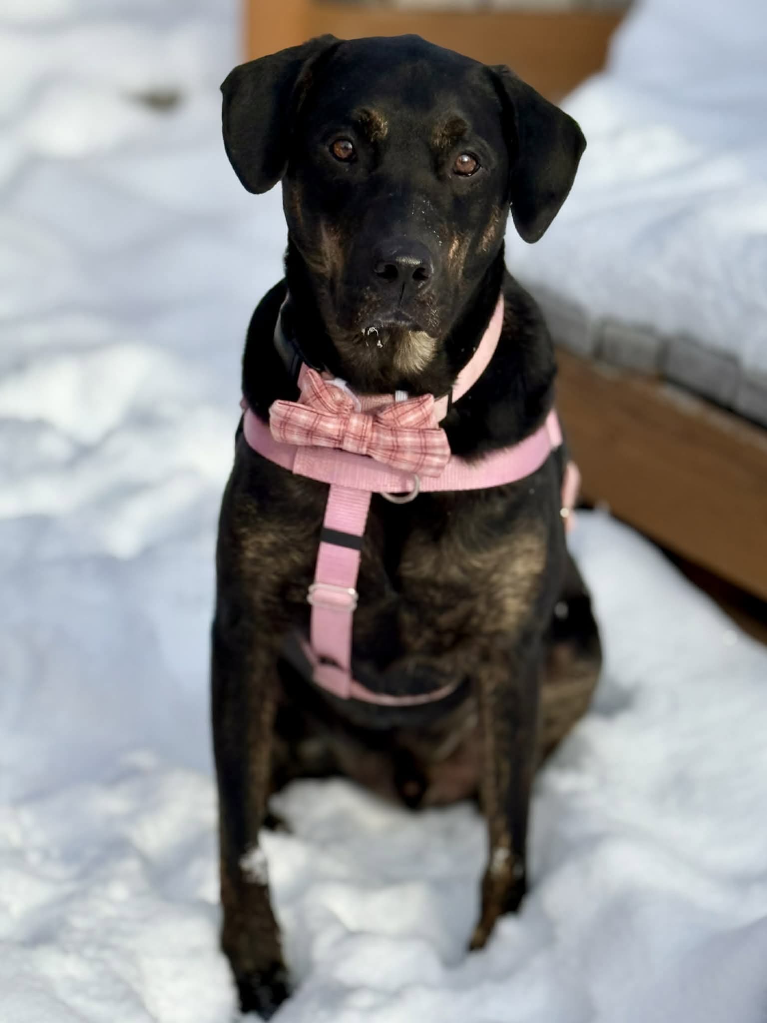 Sonic - Labrador Retriever