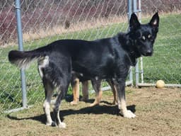 D Litter Luna Mom image 1