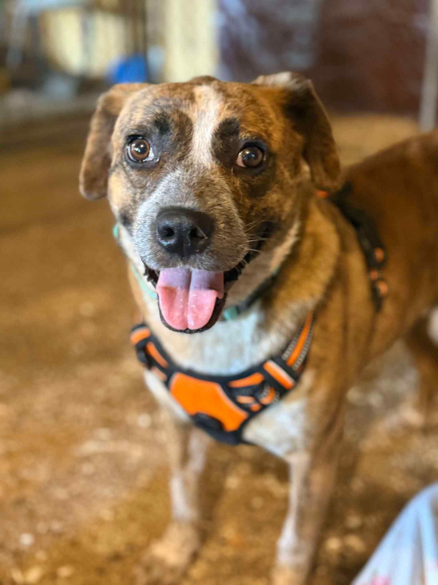 Jenny - Mountain Cur