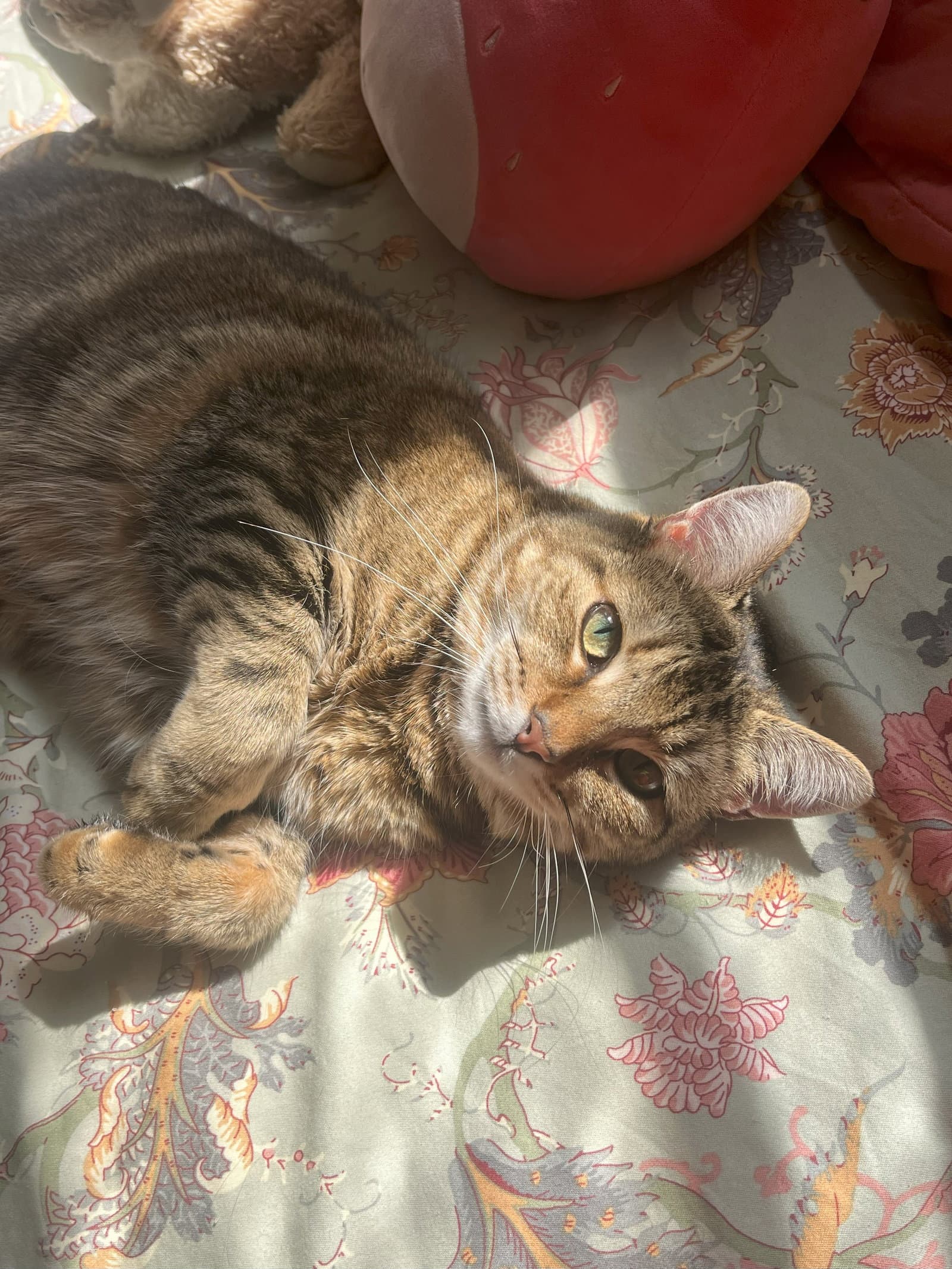 Poppy - Domestic Short Hair