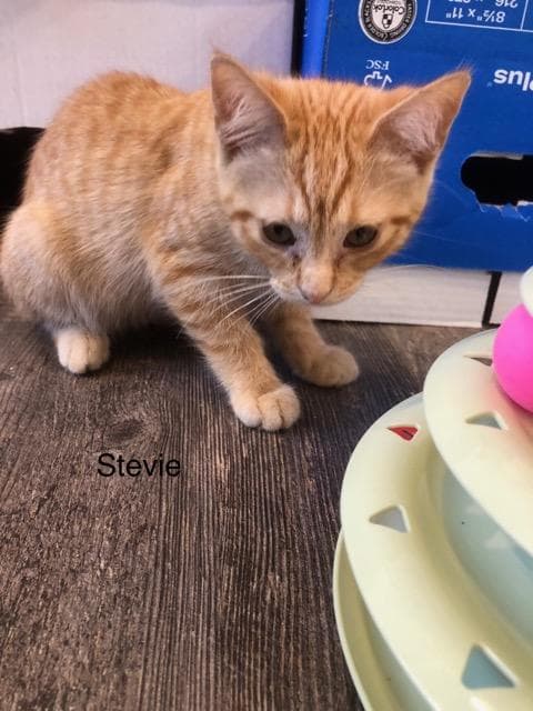 C Litter Stevie-Adopted - Domestic Short Hair