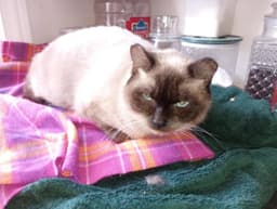 C Litter Twila Mother image 1