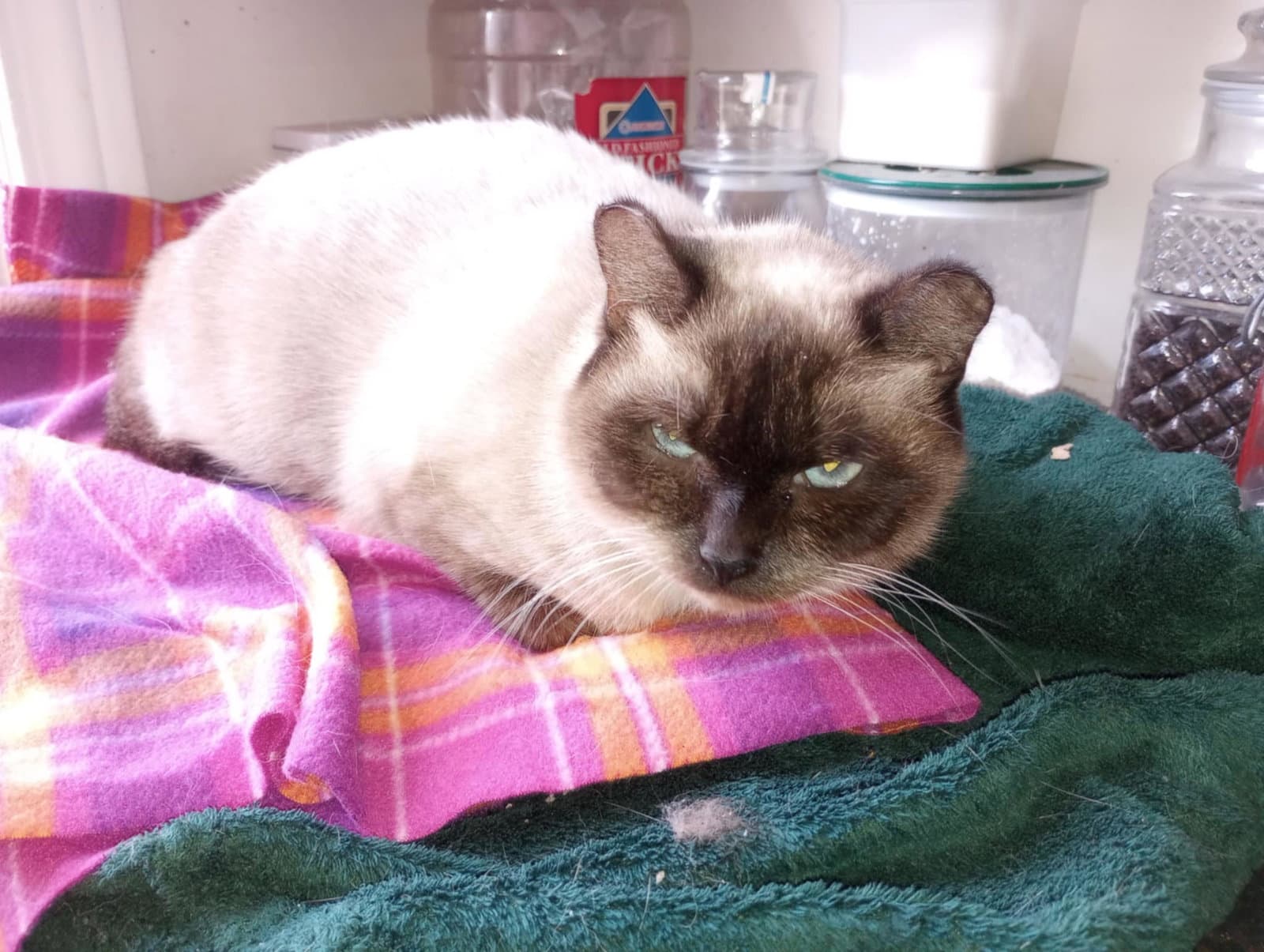 C Litter Twila Mother - Domestic Short Hair