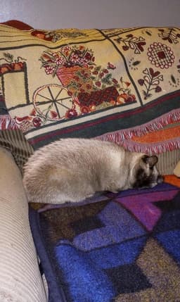 C Litter Twila Mother image 3