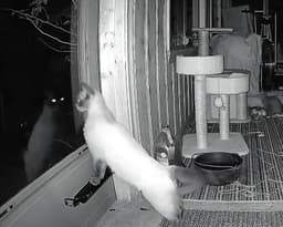 C Litter Twila Mother image 4