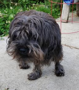 Toto image 2