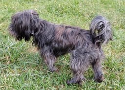 Toto image 3