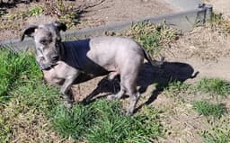 Toto image 1