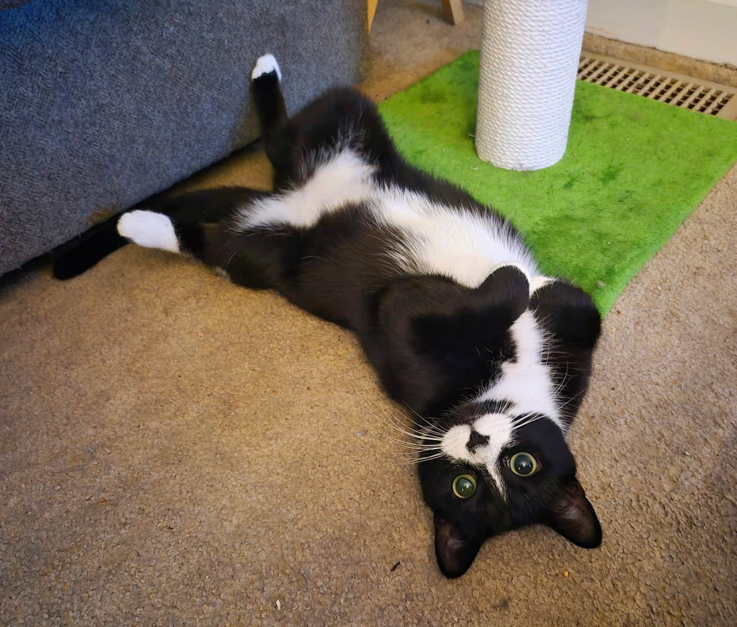 C Litter Bootsy Mother - Domestic Short Hair