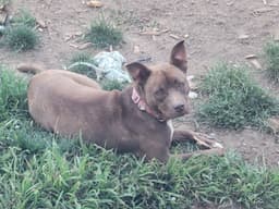 Mocha image 1