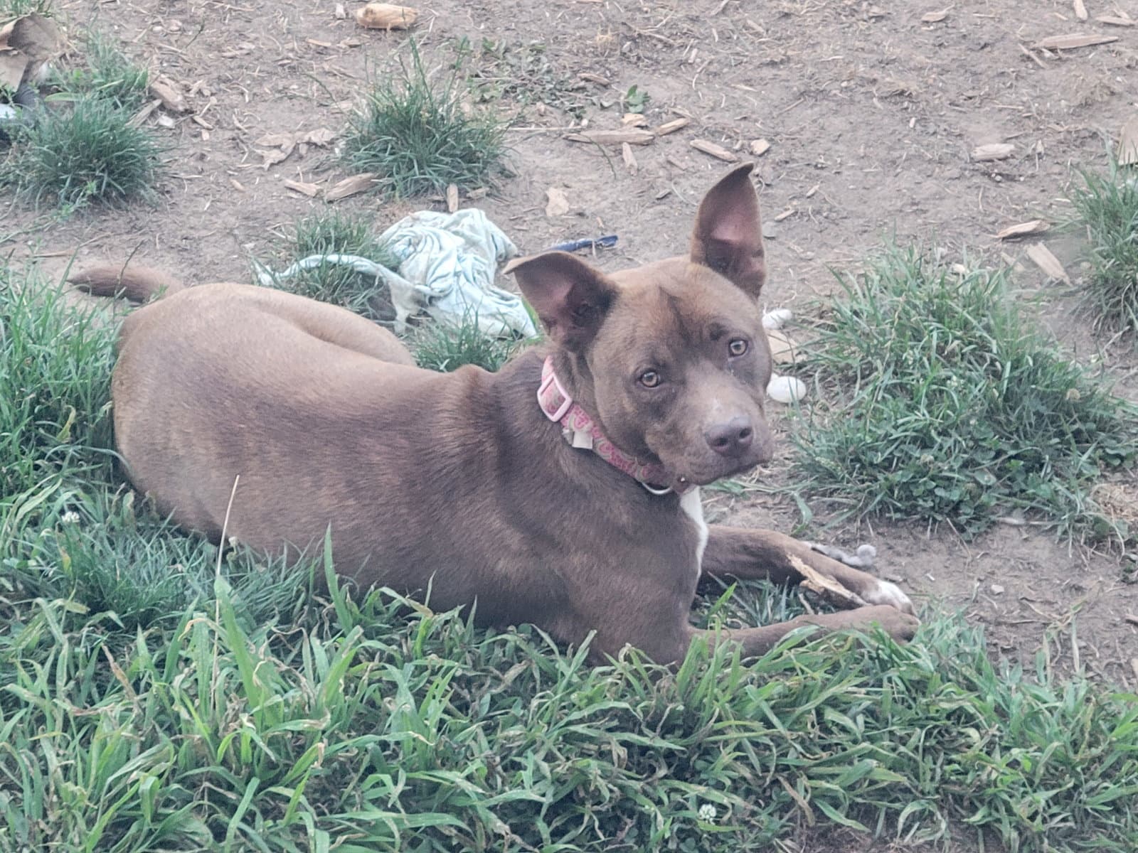 Mocha - American Staffordshire Terrier