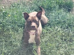 Mocha image 2