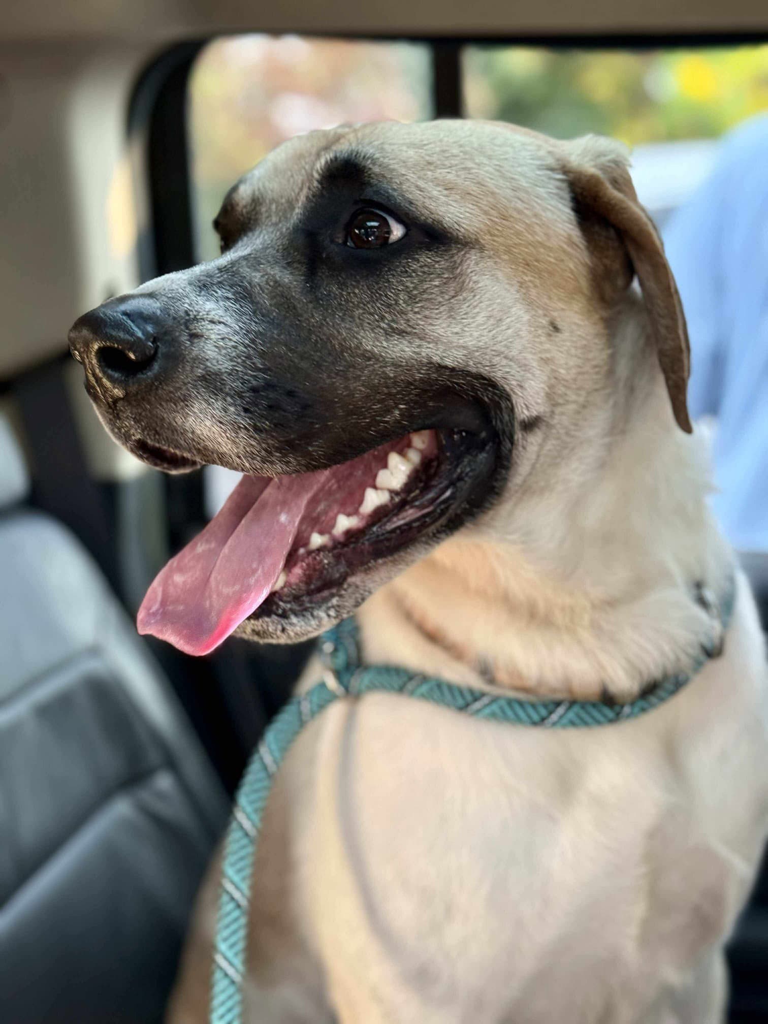 Chance - Anatolian Shepherd