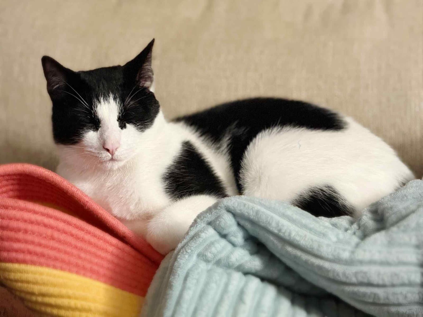Or Group Harley Litter - Domestic Short Hair