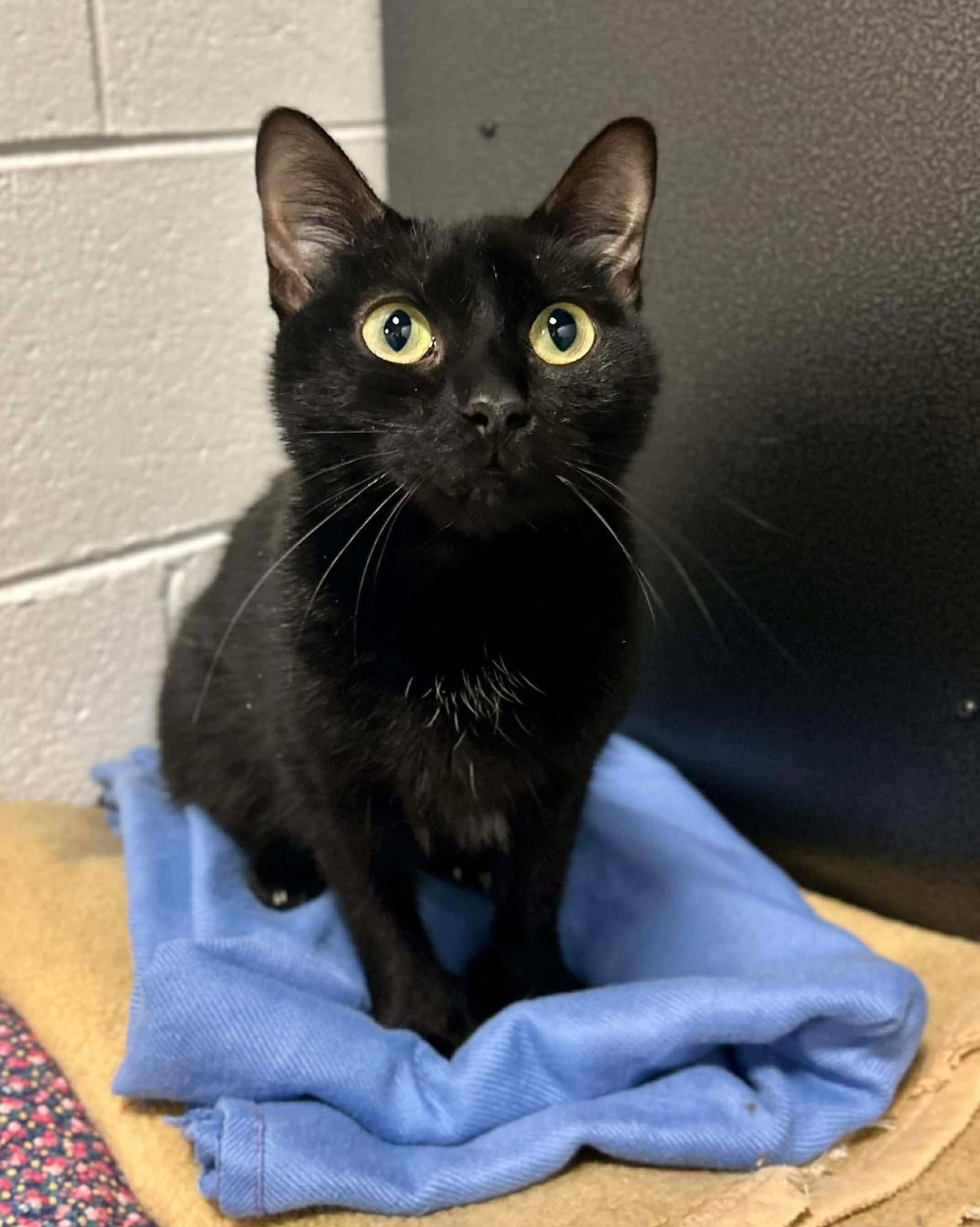 Morticia - Domestic Short Hair