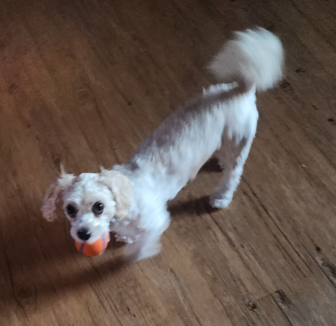 D Litter Nala - Bichon Frise