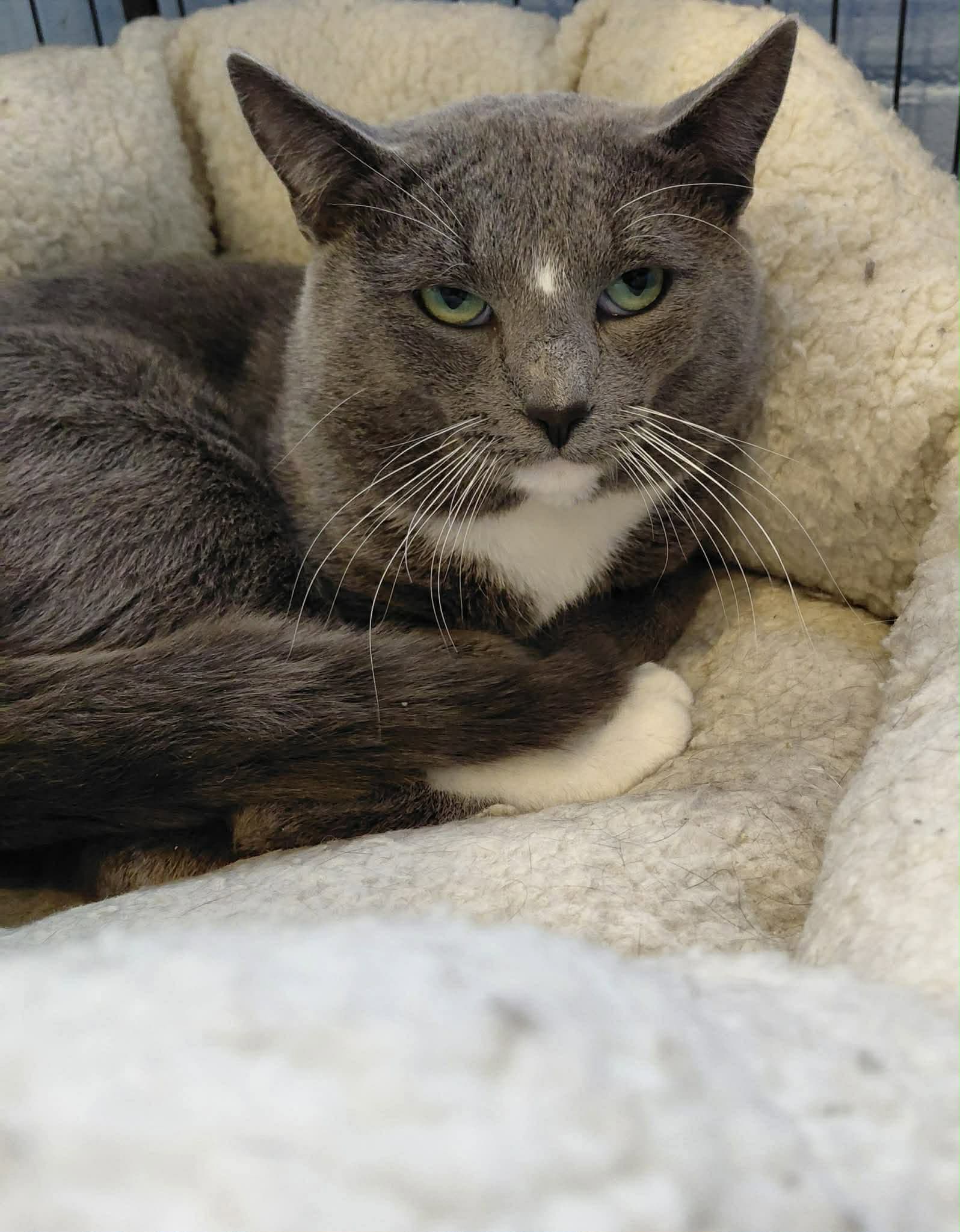 Gordon - Domestic Short Hair