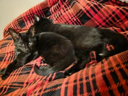 C Litter Maureen Bonded To Muncy image 2