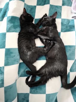 C Litter Maureen Bonded To Muncy image 3