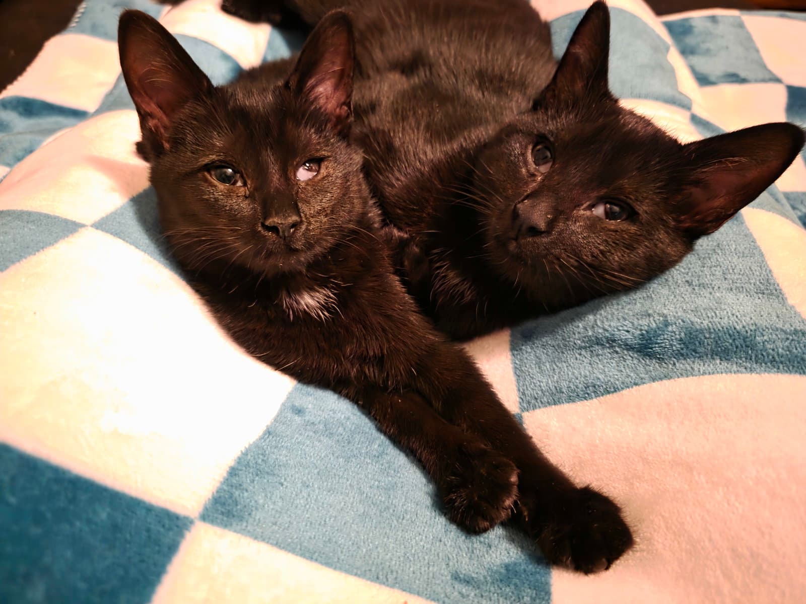 C Litter Maureen Bonded To Muncy - Domestic Short Hair
