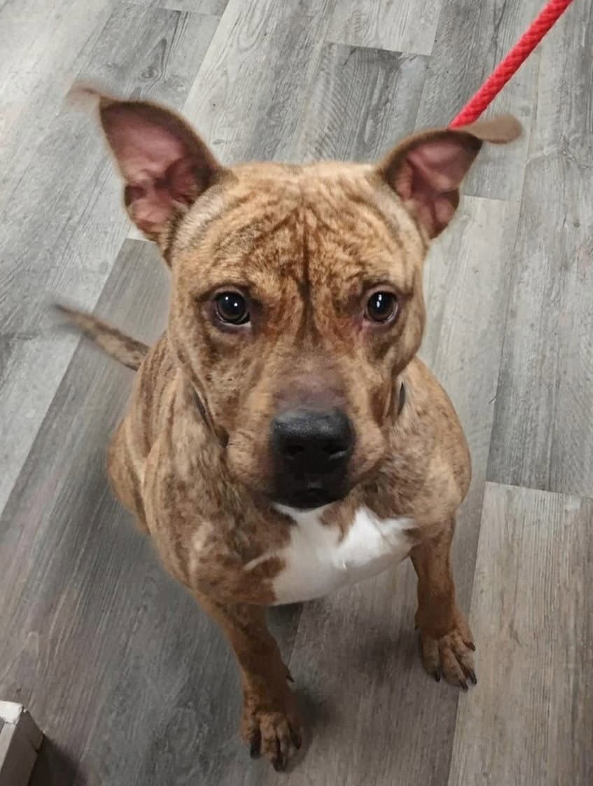 Bubbee - Pit Bull Terrier