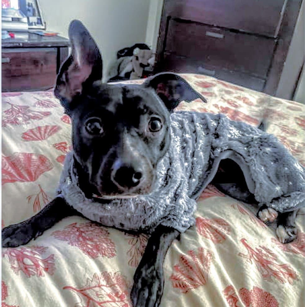 Tuesday - Chihuahua