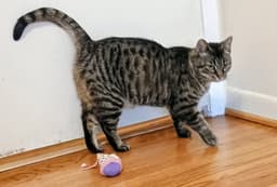 Tabitha image 4