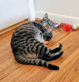 Tabitha image 1