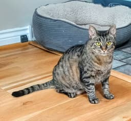 Tabitha image 3