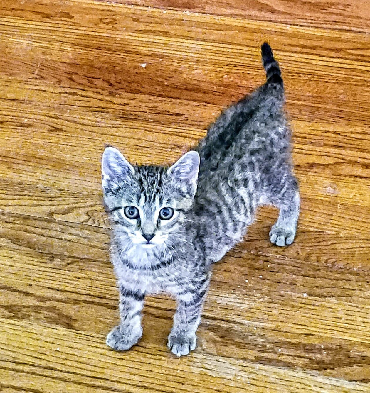 Kirby Bonded With Niko - Domestic Short Hair