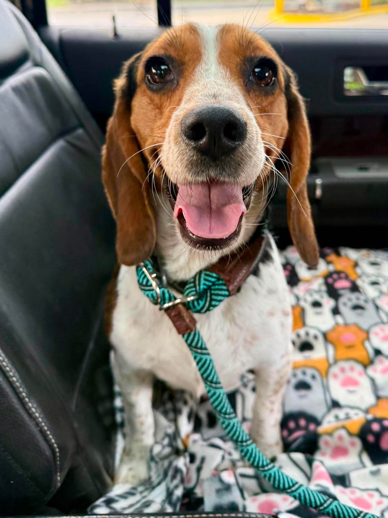 Bette Adoption Pending - Beagle