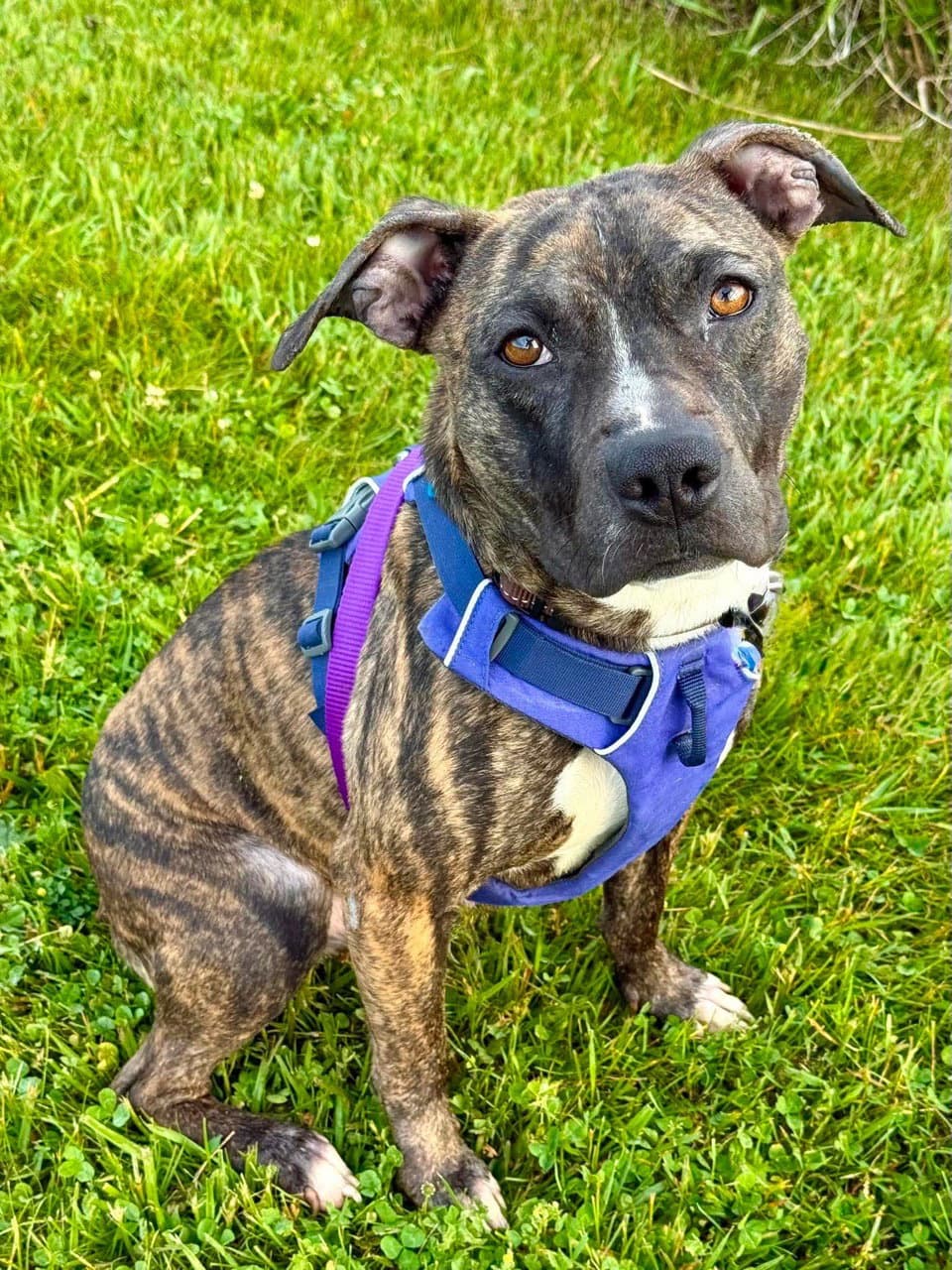 Twig - Boxer
