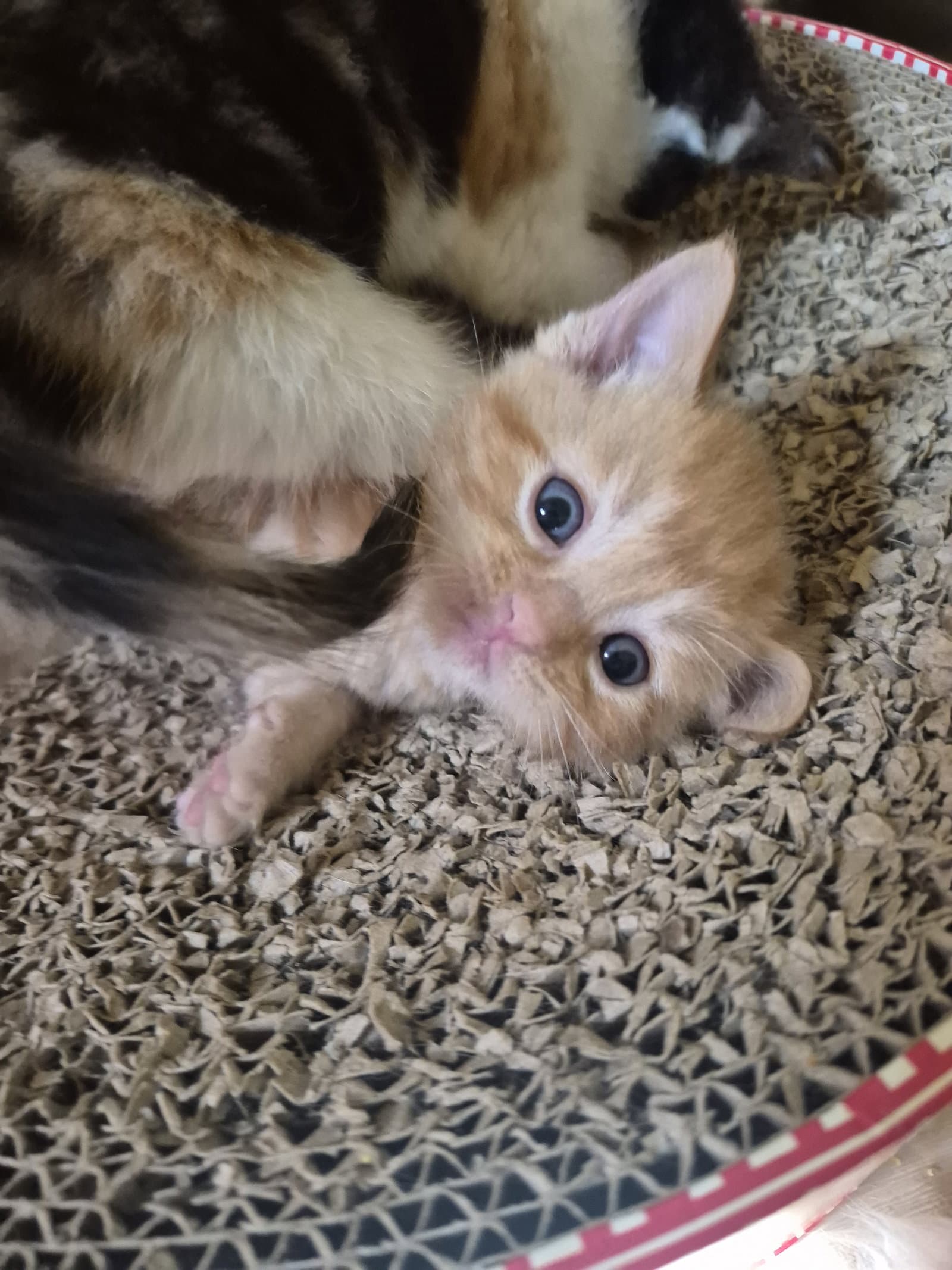 C Litter Dandelion - Domestic Medium Hair