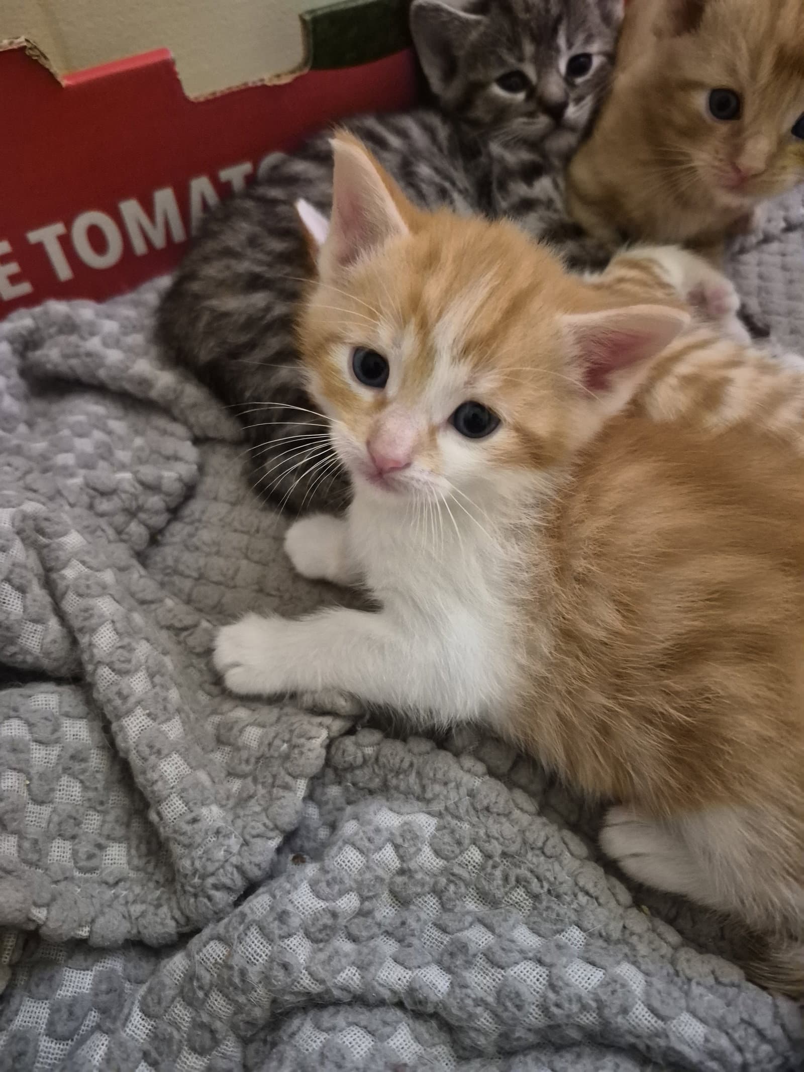 C Litter Cosmos - Domestic Medium Hair