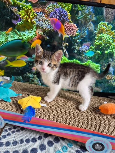 C Litter Heather - Domestic Medium Hair