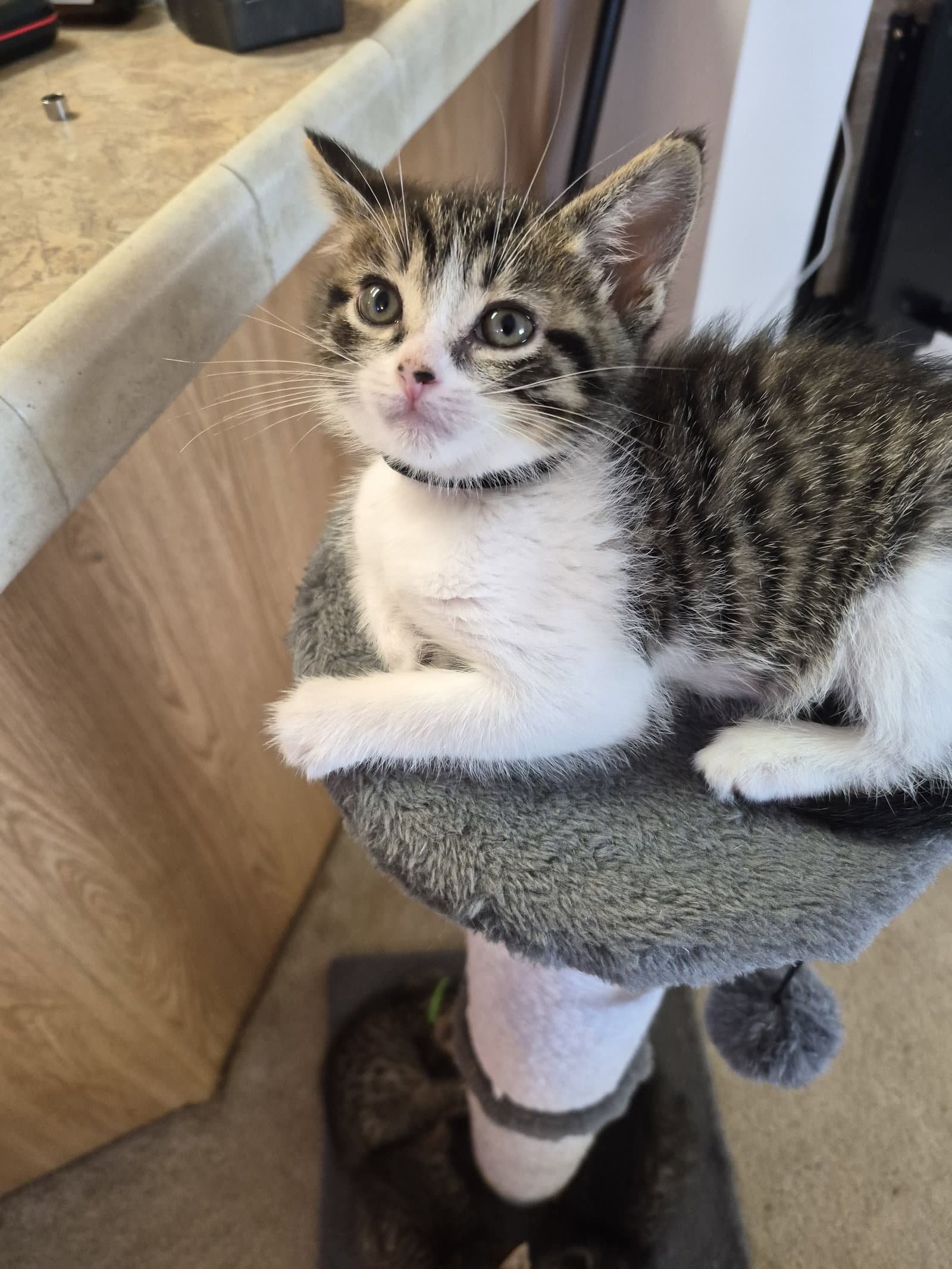 C Litter Tammy - Domestic Medium Hair