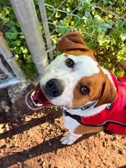 Buddy image 1