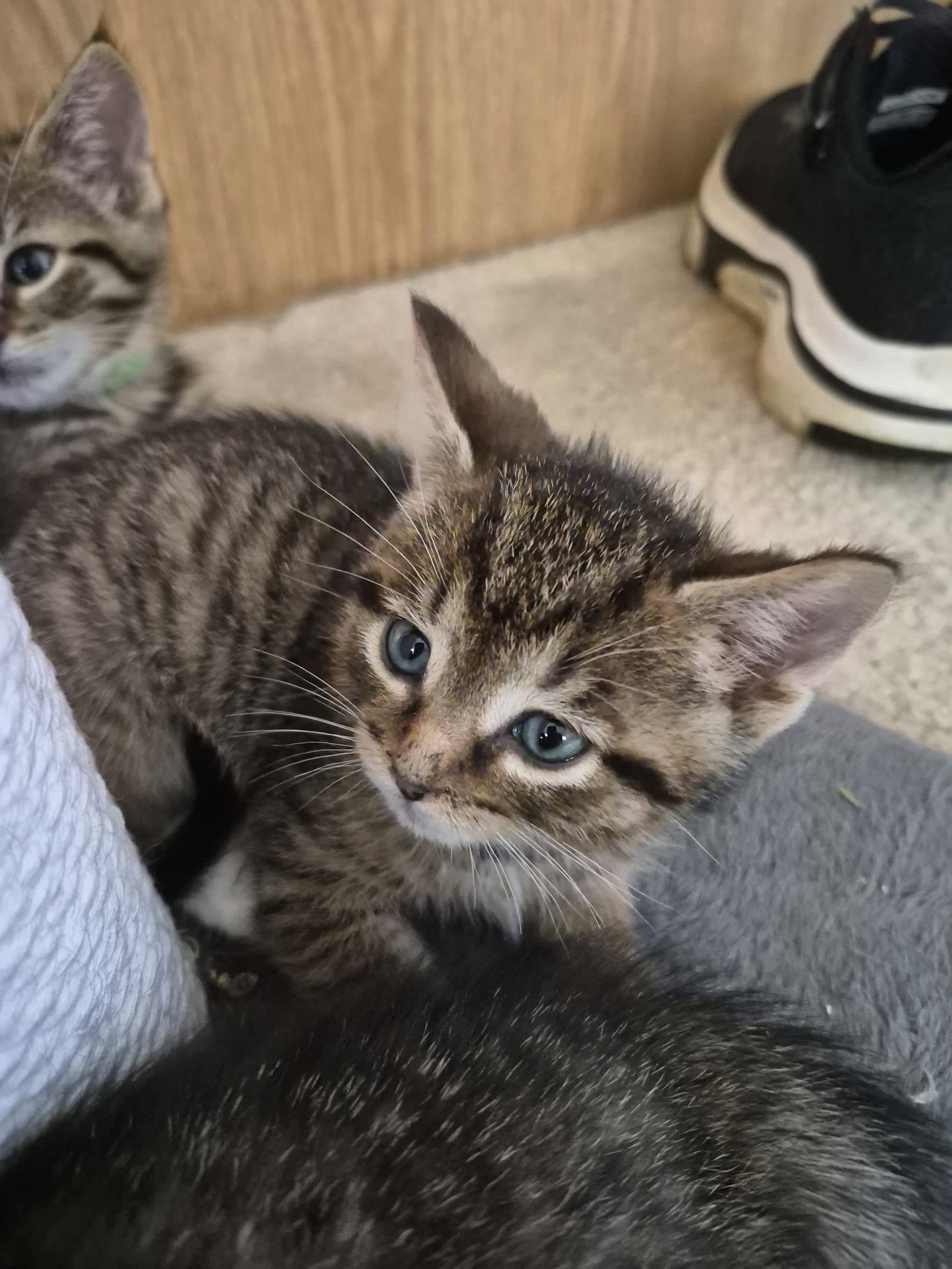 C Litter Jacob - Domestic Short Hair