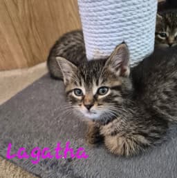 C Litter Lagatha image 1