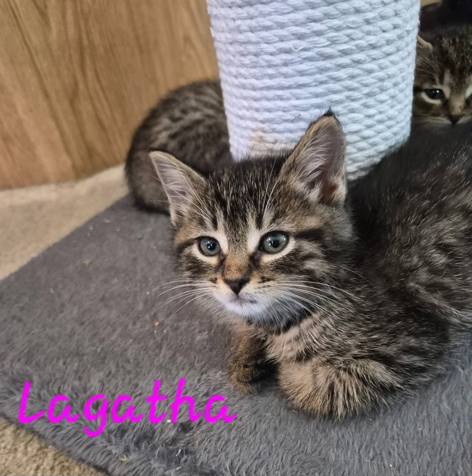C Litter Lagatha - Domestic Short Hair